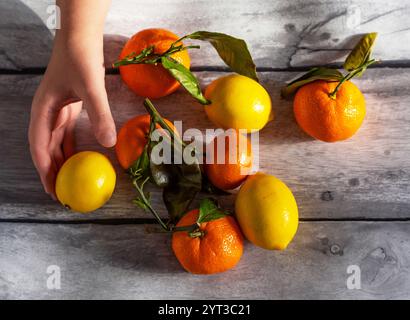Mandarinen mit Zweigen und Blättern und Zitronen liegen auf einem grauen Holztisch, und die Hand eines Mädchens reicht zu ihnen. Stockfoto