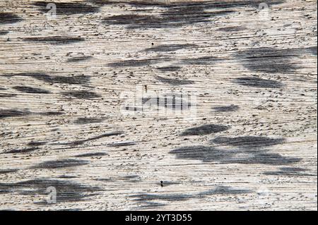 Natürliche Holzstruktur Hintergrund mit Holzstruktur Muster. Stockfoto