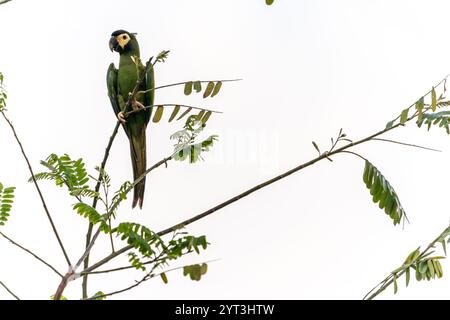 Goldener Kragen-Ara hoch im Baum im Pantanal Brasilien. Stockfoto