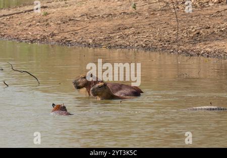 Capybara Familie Gruppe oder Herde in der Nähe von Wasserloch im Pantanal Brasilien. Stockfoto