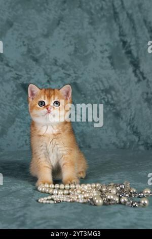 Kleines rotes Kätzchen der schottischen Rasse schaut auf, Alter 1 Monat. Stockfoto