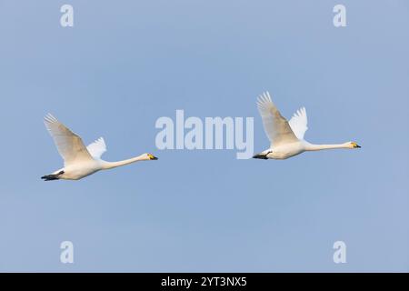 Singschwan Cygnus cygnus, 2 Erwachsene fliegen, Minsmere RSPB Reserve, Suffolk, England, Dezember Stockfoto