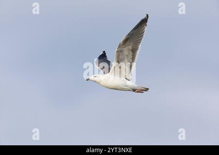Große Schwarzmöwe Larus marinus, unreif, 3. Zyklusgefieder, fliegend, Minsmere RSPB Reserve, Suffolk, England, Dezember Stockfoto