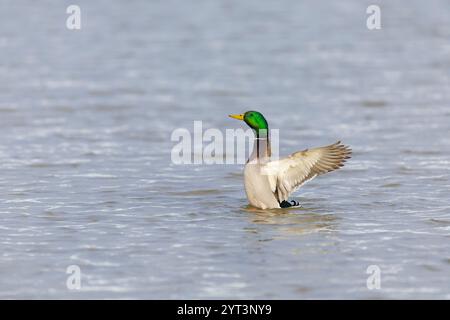 Stockenten Anas platyrhynchos, Erwachsene männliche flatternde Flügel, Minsmere RSPB Reserve, Suffolk, England, Dezember Stockfoto