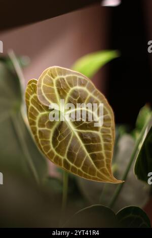 Nahaufnahme eines einzigartigen Leaf mit komplexen und detaillierten Adermustern und Texturen Stockfoto