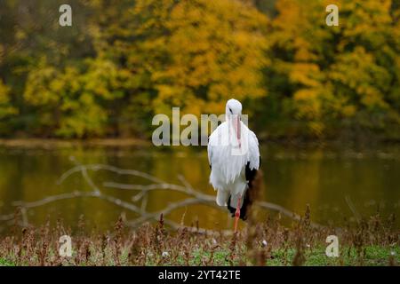 Stork On Lake Shore Im Zoo Bietet Eine Ruhige Aussicht Stockfoto