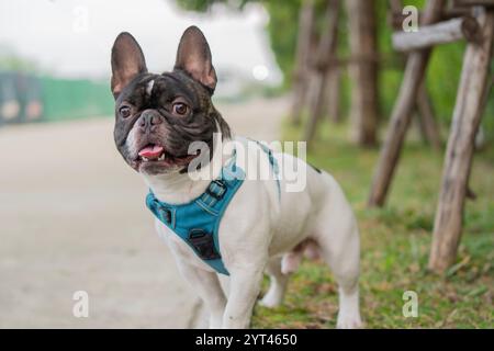 Niedliches französisches Bulldogge-Hündchen, das mit Bäumen am Straßenrand steht. Französische Bulldogge im Park Stockfoto