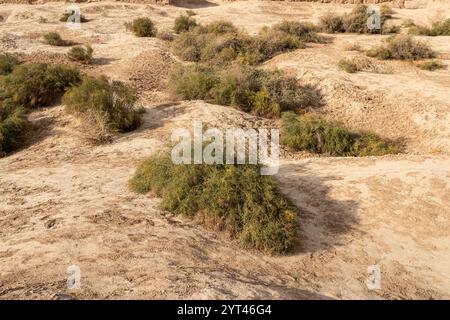 Grün blühende Büsche wachsen auf den Dünen der Kyzylkum-Wüste in Kasachstan. Sanddünen mit grünem Gras Stockfoto
