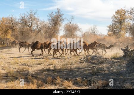 Usbekistan, Kamele, die in der Wüste Kyzylkum grasen. Viele Kamele zum Weiden in der Natur. Konzept der Tierwelt Stockfoto