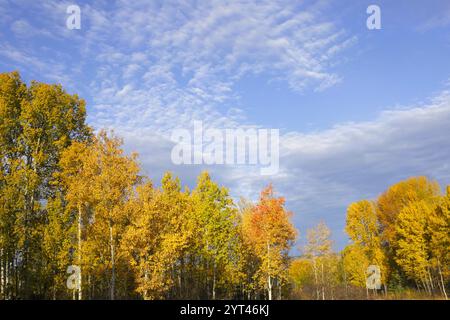 Schöner Aspen Forest in erstklassigen Herbstfarben vor sonnigem blauem Himmel mit sich bewegenden Wolken. Stockfoto