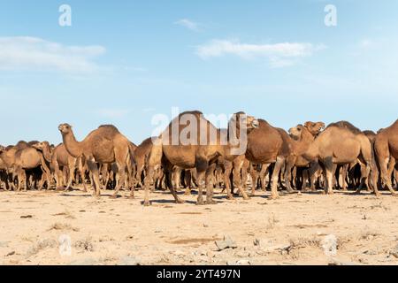 Usbekistan, Kamele, die in der Wüste Kyzylkum grasen. Viele Kamele zum Weiden in der Natur. Stockfoto