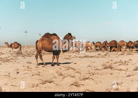 Usbekistan, Kamele, die in der Wüste Kyzylkum grasen. Viele Kamele zum Weiden in der Natur. Stockfoto
