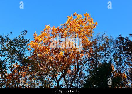 Eiche (Quercus) in wunderschönem gelb orange goldenen Herbstlaub Stockfoto