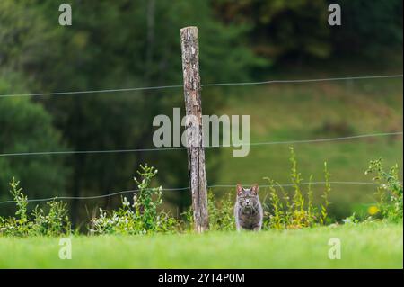 Graue Katze auf dem Land, neben einem elektrischen Zaun mit Holzpfosten, Facin-Kamera Stockfoto