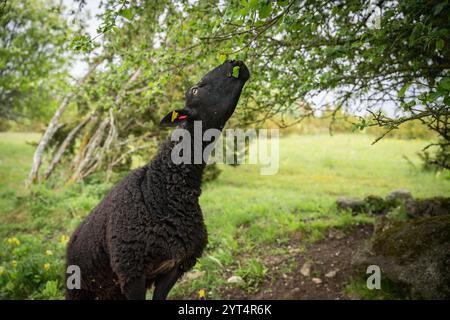 Die Geschichte eines Schafes, das sich an blühenden Apfelbaumsprossen feiert. Körpersprache und Gesichtsausdruck eines Schafes. Erfolgreich. Stockfoto