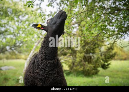 Die Geschichte eines Schafes, das sich an blühenden Apfelbaumsprossen feiert. Körpersprache und Gesichtsausdruck eines Schafes. Hoffnungsvoll. Stockfoto