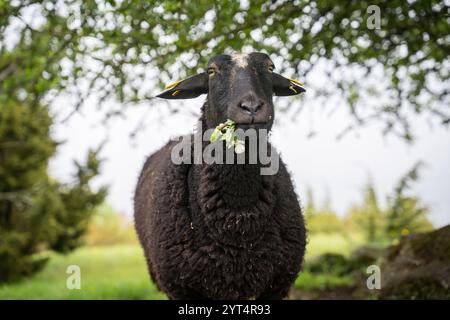 Die Geschichte eines Schafes, das sich an blühenden Apfelbaumsprossen feiert. Körpersprache und Gesichtsausdruck eines Schafes. Traurig, es ist fast vorbei. Stockfoto