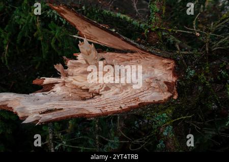 Gebrochener Baumstamm, Nahaufnahme Stockfoto