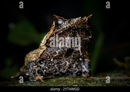 Großaufnahme von Megophrys montana auf dem moosigen Felsen Stockfoto