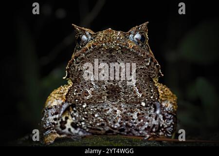 Großaufnahme von Megophrys montana auf dem moosigen Felsen Stockfoto