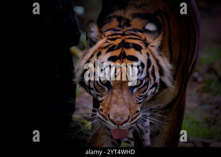 Porträt des Sumatra-Tigers auf dem Gras Stockfoto