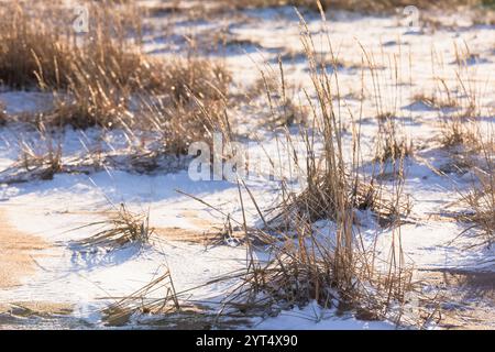 Blick auf den Winter Strand mit trockenem Gras im Sand, Küste der Ostsee, natürliches Winterhintergrund Foto. Der Finnische Golf an einem sonnigen Tag im Dezember Stockfoto