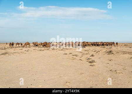 Usbekistan, Kamele, die in der Wüste Kyzylkum grasen. Viele Kamele zum Weiden in der Natur. Stockfoto