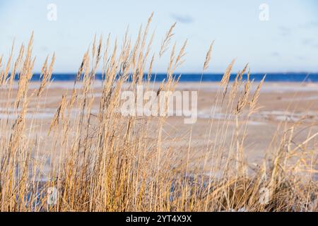 Winter Strandlandschaft, Golf von Finnland an einem sonnigen Tag im Dezember. Küste der Ostsee, natürliches Winterhintergrund Foto Stockfoto