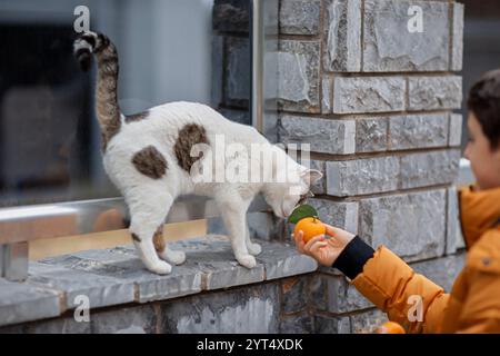 Ein Kind bietet Mandarine an, um neugierigen Katzen zu schnüffeln Stockfoto