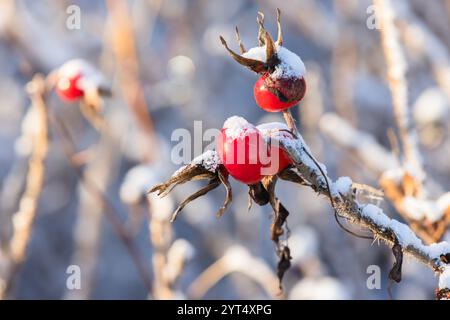 Rote Hüftbeeren sind an einem sonnigen Wintertag auf trockenen Ästen, natürliches Makrofoto mit selektivem Weichfokus Stockfoto