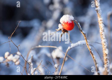 Rote Rose Hüftbeere hängt an einem sonnigen Wintertag an einem trockenen Zweig, natürliches Makrofoto mit selektivem Weichfokus Stockfoto