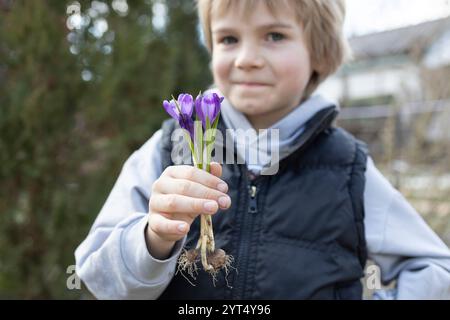 Der 7-jährige Junge, der Assistent der Mutter im Garten, hält mehrere blühende Zwiebeln aus violetten Krokussen mit Wurzeln. Blumenzucht mit Liebe. Botanik-Lektionen für Stockfoto