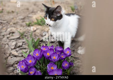 Schwarz-weiß neugierige süße Kätzchen mit großen gelben Augen sitzt in einem Blumenbeet zwischen blühenden Krokusblüten. Foto durch den Zaun gesehen. Katzenkind Stockfoto