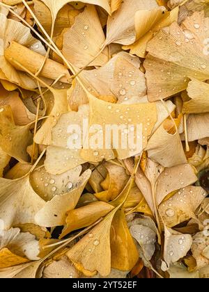 Rahmen gefüllt mit gefallenen gelben Gingko-Biloba-Blättern mit Regentropfen. Stockfoto