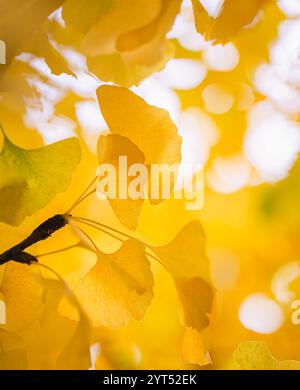 Nahaufnahme von hellgelben Blättern am Ginkgo biloba-Baum am Herbsttag. Stockfoto