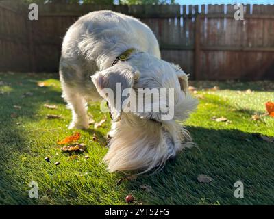 Weißer Mini-Schnauzer schnüffelt Gras in einem sonnendurchfluteten Hof mit Holzzaun Stockfoto