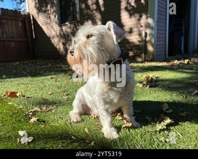 Weißer Miniatur-Schnauzer im sonnendurchfluteten Hof mit Garage Stockfoto