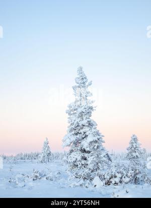 Schneebedeckte Fichte auf einer Polarwiese in Nordschweden Stockfoto