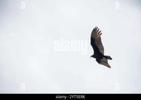 Ein aufsteigender Geier erscheint rechts von der Mitte, von der Kamera weggedreht vor einem hellen bewölkten Himmel im Everglades-Nationalpark, Florida. Stockfoto