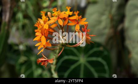 Nahaufnahme der Epidendrum Radikanister. Diese Blume ist eine der Orchideenarten, die eine leuchtend orange Farbe hat. Stockfoto