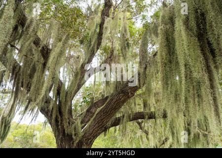 Spanisches Moos fällt über die dicken Äste eines alten Baumes, mit weichem grünen Laub am unteren Ende, im Everglades-Nationalpark, Florida. Stockfoto