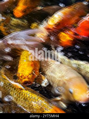 Verschwommene Koi in einem Zierfischteich. Stockfoto