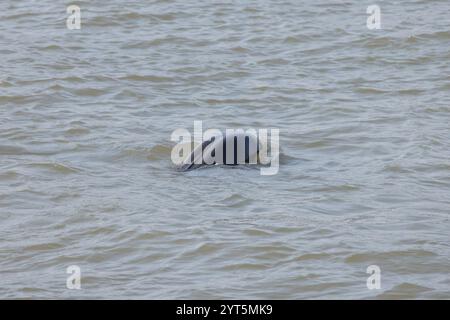 Jangtse Finless Porpoise (Neophocaena asiaeorientalis asiaeorientalis), eine Unterart des in China endemischen Narrow-ridge Finless Porpoise Stockfoto