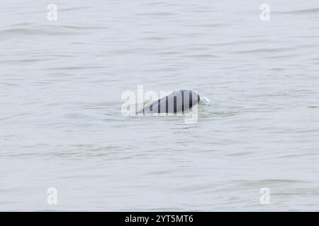 Jangtse Finless Porpoise (Neophocaena asiaeorientalis asiaeorientalis), eine Unterart des in China endemischen Narrow-ridge Finless Porpoise Stockfoto