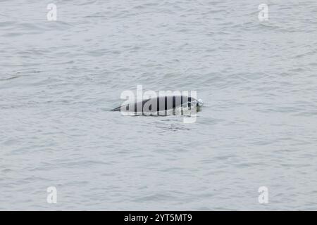 Jangtse Finless Porpoise (Neophocaena asiaeorientalis asiaeorientalis), eine Unterart des in China endemischen Narrow-ridge Finless Porpoise Stockfoto