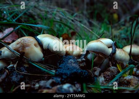 Der Pilz namens Cintar kommt nach dem Regen in den Wald Stockfoto