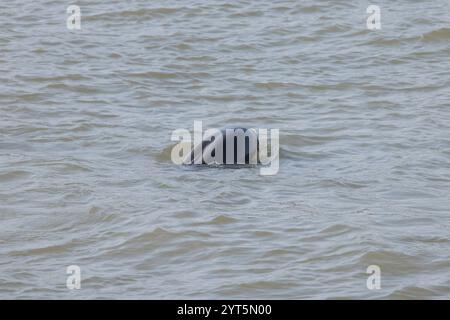 Jangtse Finless Porpoise (Neophocaena asiaeorientalis asiaeorientalis), eine Unterart des in China endemischen Narrow-ridge Finless Porpoise Stockfoto