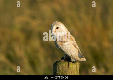 Westliche Scheunenkeule, Tyto alba, alleinerziehender Erwachsener auf dem Posten, Ludham, Norfolk, England, Vereinigtes Königreich Stockfoto