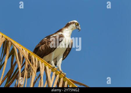 Amerikanischer Fischadler oder westlicher Fischadler, Pandion haliaetus carolinensis, alleinerziehender Erwachsener im Baum, Everglades, Florida, USA Stockfoto