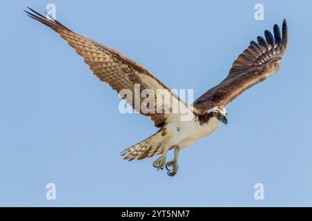 Amerikanischer Fischadler oder westlicher Fischadler, Pandion haliaetus carolinensis, alleinerwachsener, im Flug, Everglades, Florida, USA Stockfoto